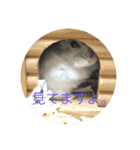 我が家のはむちゃんず（個別スタンプ：8）