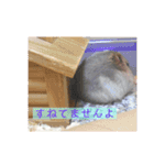我が家のはむちゃんず（個別スタンプ：10）