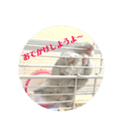 我が家のはむちゃんず（個別スタンプ：11）