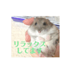 我が家のはむちゃんず（個別スタンプ：13）