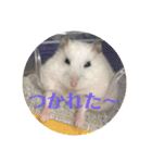 我が家のはむちゃんず（個別スタンプ：14）