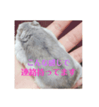 我が家のはむちゃんず（個別スタンプ：15）