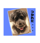 うちのシュナ（個別スタンプ：5）