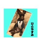 うちのシュナ（個別スタンプ：8）