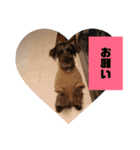 うちのシュナ（個別スタンプ：14）