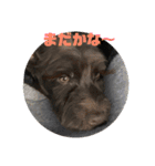 うちのシュナ（個別スタンプ：22）