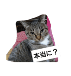 猫屋敷 わさりりあん～～②（個別スタンプ：1）