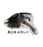 猫屋敷 わさりりあん～～②（個別スタンプ：2）