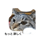 猫屋敷 わさりりあん～～②（個別スタンプ：3）