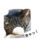 猫屋敷 わさりりあん～～②（個別スタンプ：4）
