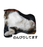 猫屋敷 わさりりあん～～②（個別スタンプ：5）