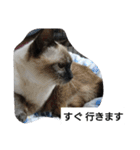 猫屋敷 わさりりあん～～②（個別スタンプ：6）