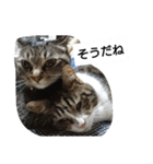 猫屋敷 わさりりあん～～②（個別スタンプ：8）