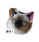 猫屋敷 わさりりあん～～②（個別スタンプ：9）