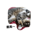 猫屋敷 わさりりあん～～②（個別スタンプ：10）