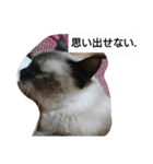 猫屋敷 わさりりあん～～②（個別スタンプ：11）