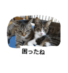 猫屋敷 わさりりあん～～②（個別スタンプ：12）