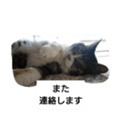 猫屋敷 わさりりあん～～②（個別スタンプ：13）