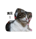 猫屋敷 わさりりあん～～②（個別スタンプ：14）