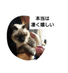 猫屋敷 わさりりあん～～②（個別スタンプ：16）