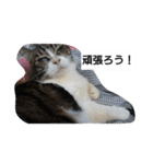 猫屋敷 わさりりあん～～②（個別スタンプ：17）