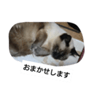 猫屋敷 わさりりあん～～②（個別スタンプ：24）