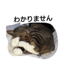 猫屋敷 わさりりあん～～②（個別スタンプ：27）