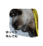 猫屋敷 わさりりあん～～②（個別スタンプ：29）