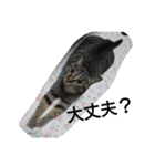 猫屋敷 わさりりあん～～②（個別スタンプ：32）