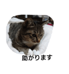 猫屋敷 わさりりあん～～②（個別スタンプ：37）