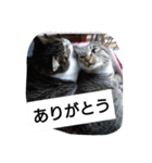 猫屋敷 わさりりあん～～②（個別スタンプ：38）
