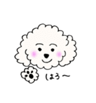 ビションフリーゼの男の子♡（個別スタンプ：1）