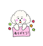 ビションフリーゼの男の子♡（個別スタンプ：16）