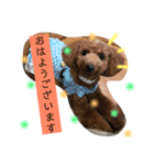 トイプーうめちゃんの日常挨拶（個別スタンプ：1）
