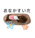トイプーうめちゃんの日常挨拶（個別スタンプ：9）