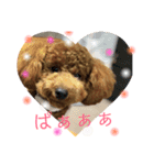 トイプーうめちゃんの日常挨拶（個別スタンプ：21）