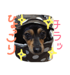 マロンスタンプ第2弾☆（個別スタンプ：17）