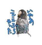 ボタンインコのボタンちゃん（個別スタンプ：8）