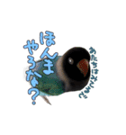 ボタンインコのボタンちゃん（個別スタンプ：16）