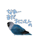 ボタンインコのボタンちゃん（個別スタンプ：19）