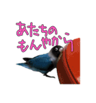 ボタンインコのボタンちゃん（個別スタンプ：20）