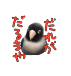 ボタンインコのボタンちゃん（個別スタンプ：21）