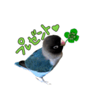 ボタンインコのボタンちゃん（個別スタンプ：23）