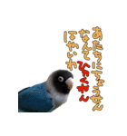 ボタンインコのボタンちゃん（個別スタンプ：25）