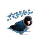 ボタンインコのボタンちゃん（個別スタンプ：27）