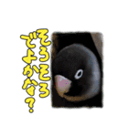 ボタンインコのボタンちゃん（個別スタンプ：31）