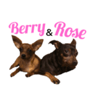 ミニピン♡Rose＆Berry（個別スタンプ：1）