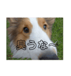 チェルちゃんと愉快な仲間達（個別スタンプ：4）