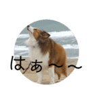 チェルちゃんと愉快な仲間達（個別スタンプ：16）