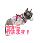 しゃむしゃむスタンプ（個別スタンプ：3）